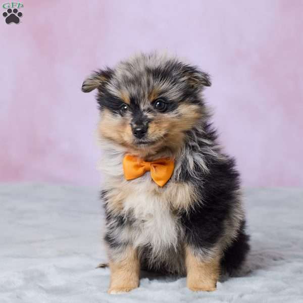 Banjo, Pomeranian Puppy